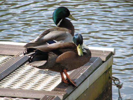 pair of wild ducks on the pier