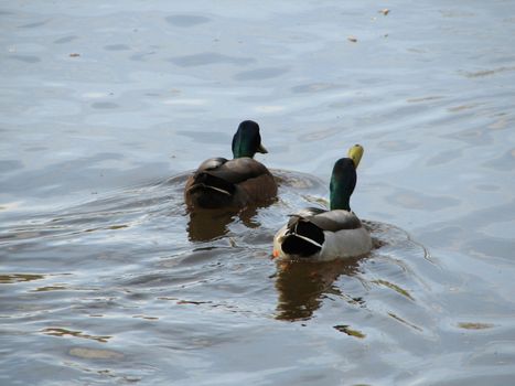 pair of swimming wild ducks