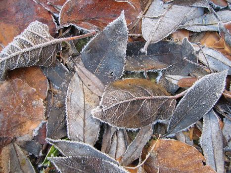 leaves with hoar-frost