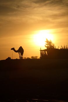 A camel silhouette with the low Sun behind it, next to the river Nile.