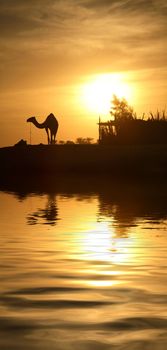 A camel silhouette with the low Sun behind it, next to the river Nile.

(with water reflection)