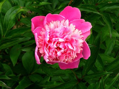 The Flower of the peony on green sheet background