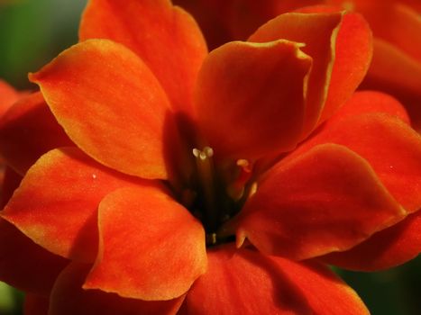 Red flower of the kalanchoe, macro view