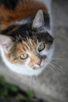 A cute little cat looking up.