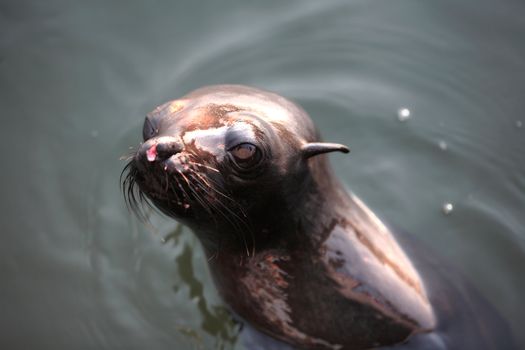 A set of a baby sea lion in the water.