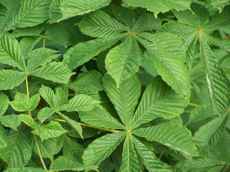 Horse chestnut leaves for the green background.