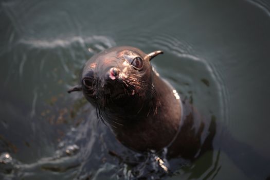 A set of a baby sea lion in the water.