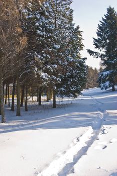 landscape series: winter snowy park view