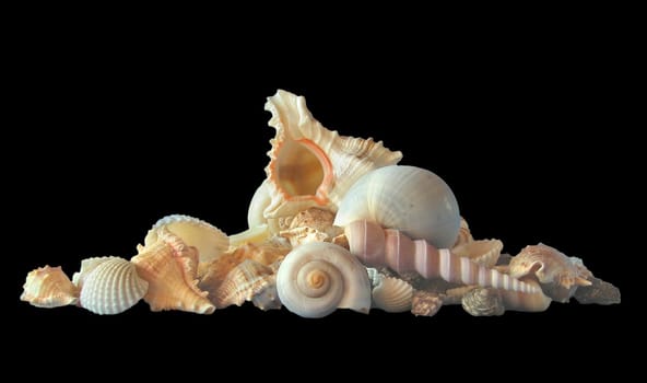 Composition of sea cockleshells, mollusks. clipping path
On a black background

