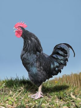The black rooster sings on a background of the blue sky. clipping path