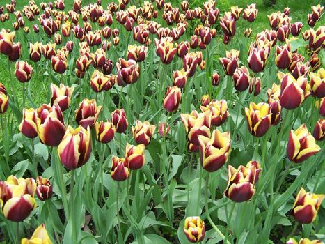 Meadow with great number of purple and yellow tulps.