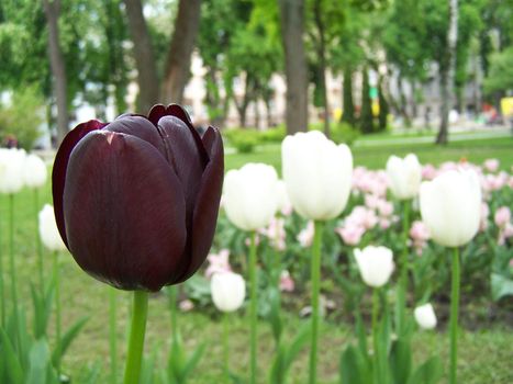 Close up of the dark purple tulip.