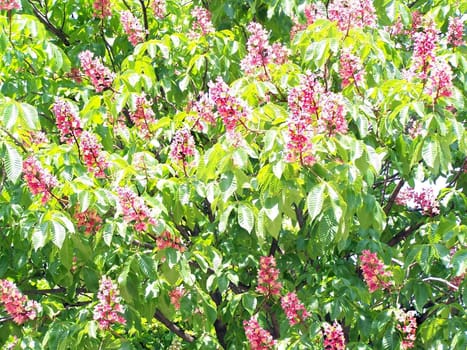 Red horse chestnut flowers shined by sun.