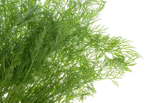 fresh dill herb isolated on a white background