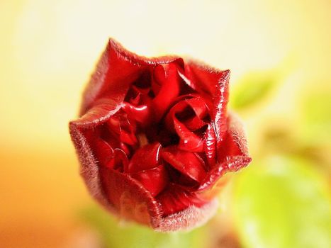 Dismissed petals of a red rose