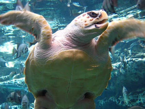 A photograph of a sea turtle in swimming in the ocean.