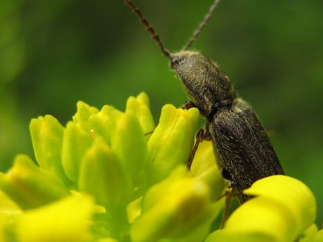 A photograph of a bug on a flower.