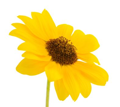 yellow Sunflower