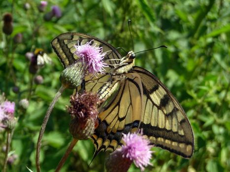 Swallowtail butterfly with tongue on the flower