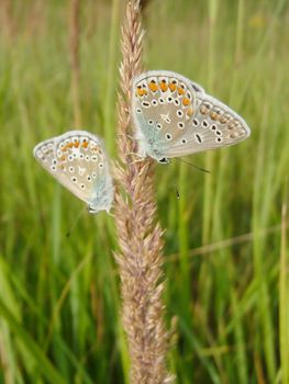 Two butterflies sit on the stalk in field