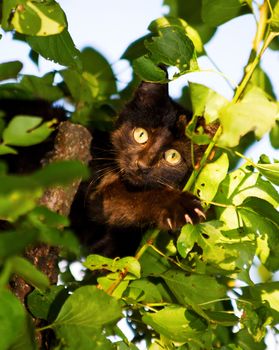 
kitten on the tree