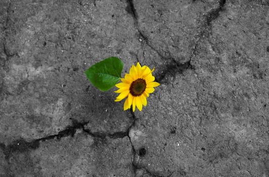 Sunflower on monochrome background