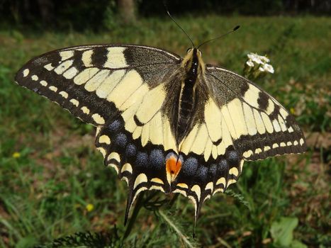 Yellow large swallowtail butterfly in the field