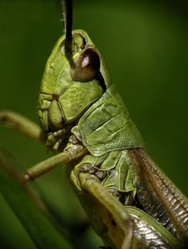 green grasshopper on the field grass , macro shot