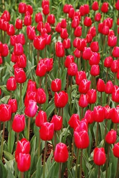 Red field of tulips in full bloom