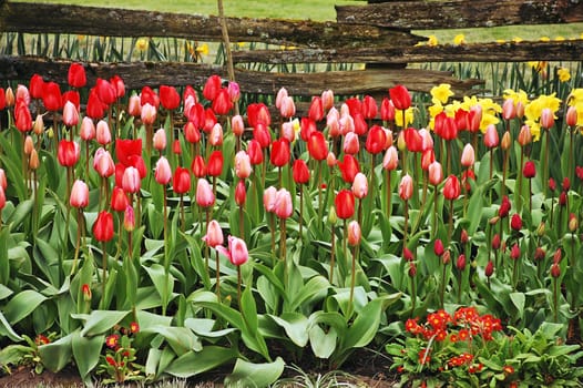 Colorful tulip and daffodil garden