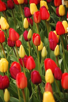 Garden full of red and yellow tulips