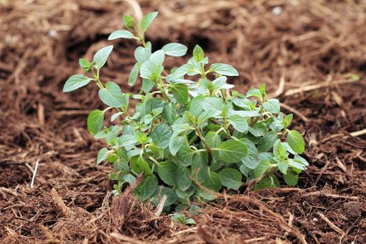 Chocolate mint growing in a herb garden. Extreme shallow depth of field with some blur on lower portion of image.
