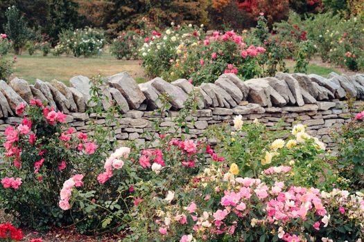 Various roses growing in a formal garden against a rock wall. 