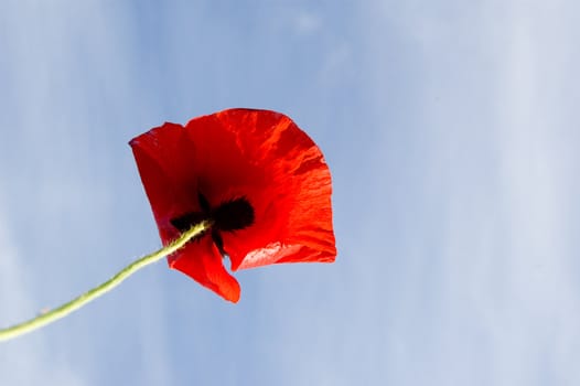 red poppy against a blue sky