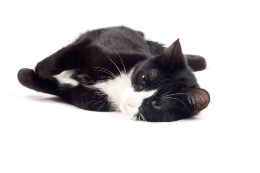 young cat is relaxing isolated on a white background