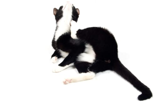 kitten is scratching herself isolated on white