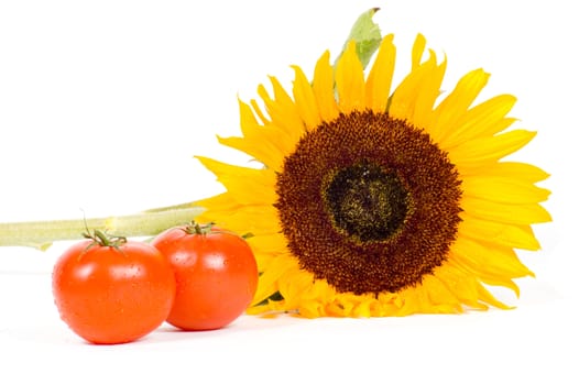 big sunflower and fresh tomatoes isolated on white
