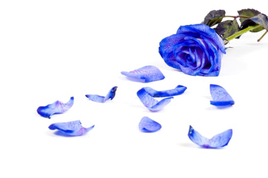 Lots of rose leafs with blue rose isolated on white background

