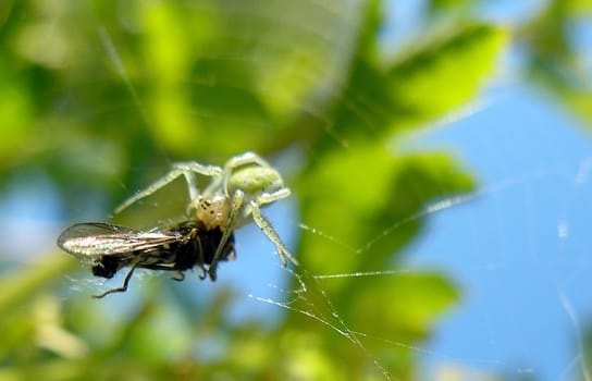 A green spider eating a fly caught in its web, green and blue background