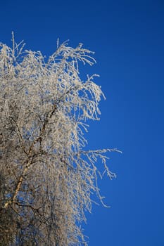 An icy tree against a clear blue sky