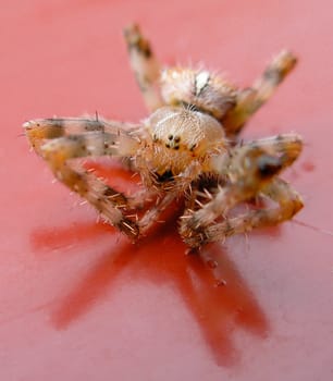 Closeup of a dead spider on a red background