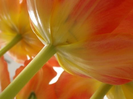 image of tulips taken from beneath as a background 