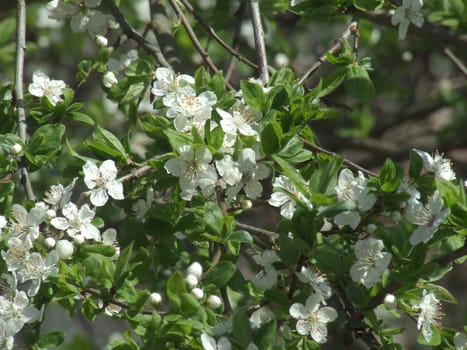 The photo shows a branch of plum trees in bloom