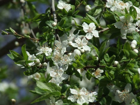 The photo shows a branch of plum trees in bloom