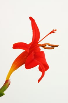 Crocosmia