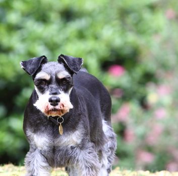 miniature schnauzer