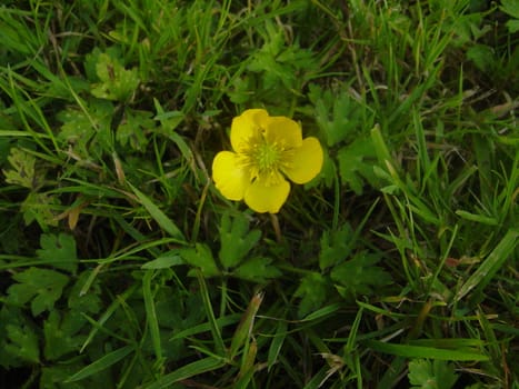 yellow flower and grass
