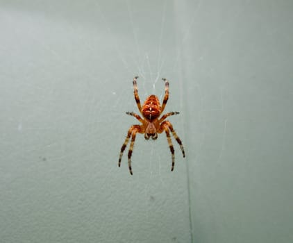 garden spider