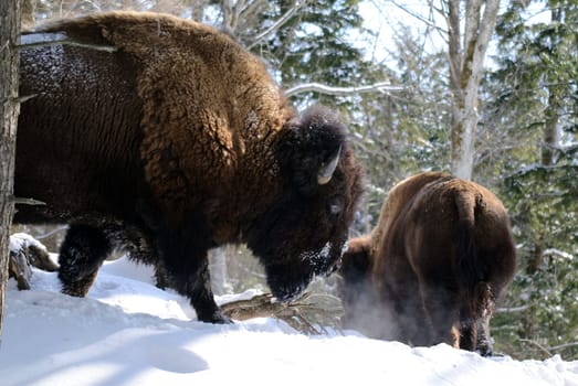 Wild Bison in Winter