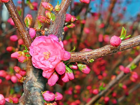 Flowering spring tree in red and purple colours